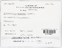 Rutstroemia bolaris image