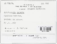 Rutstroemia bolaris image