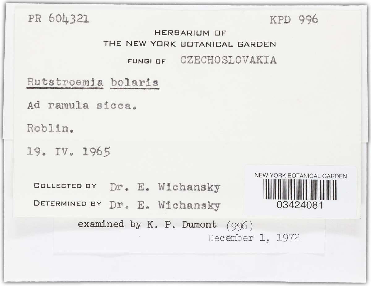 Rutstroemia bolaris image