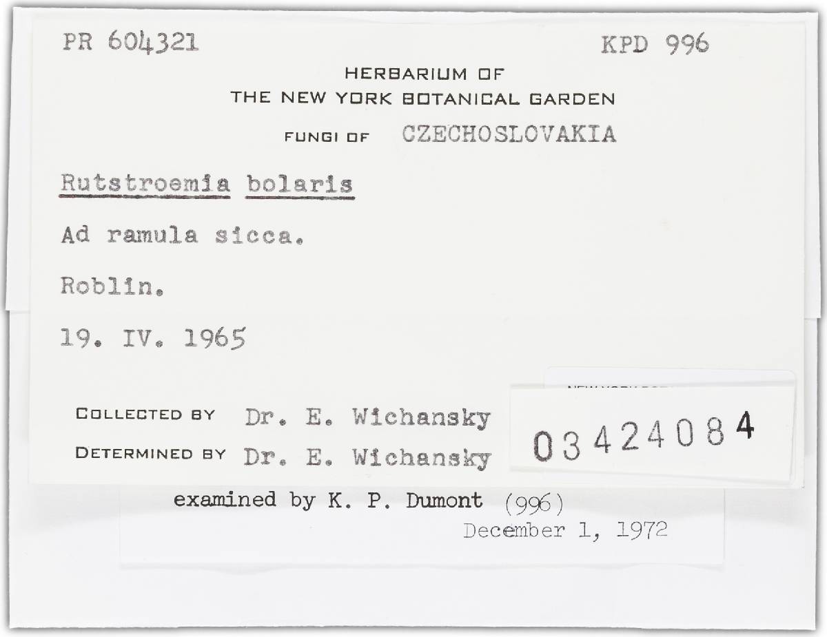 Rutstroemia bolaris image