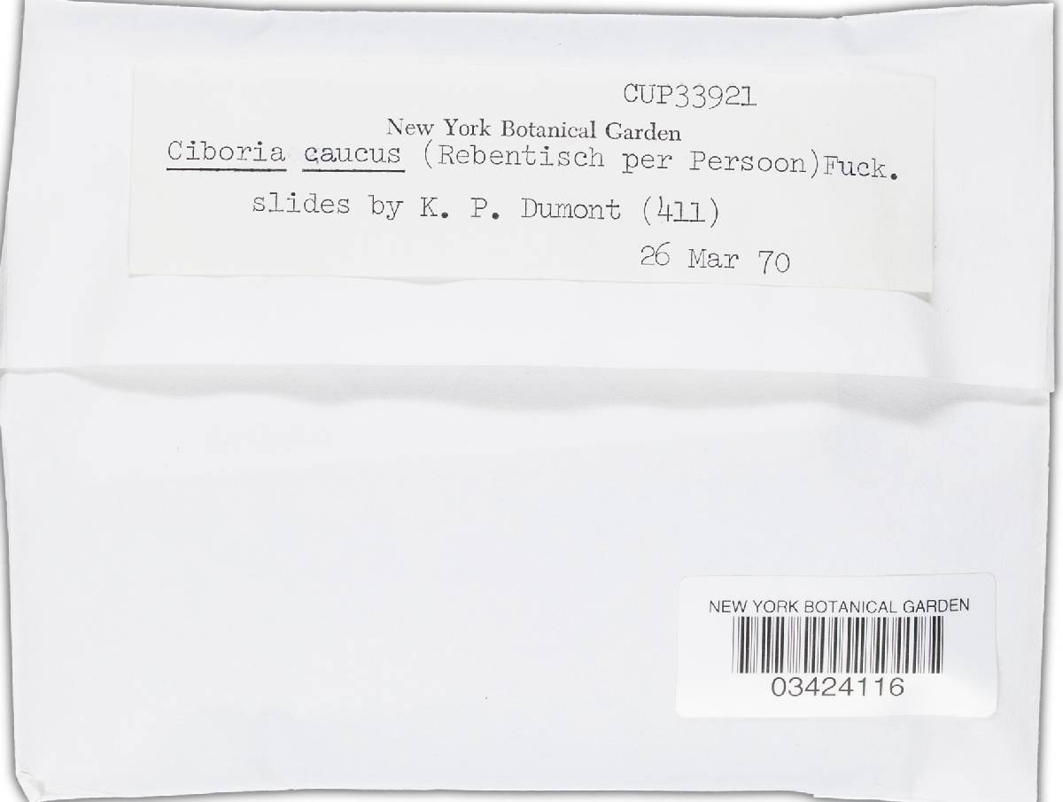 Ciboria caucus image