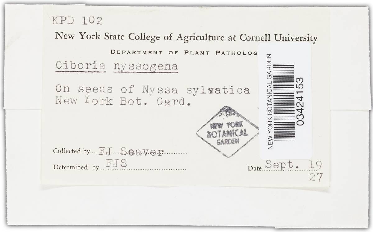 Sclerotinia nyssogena image