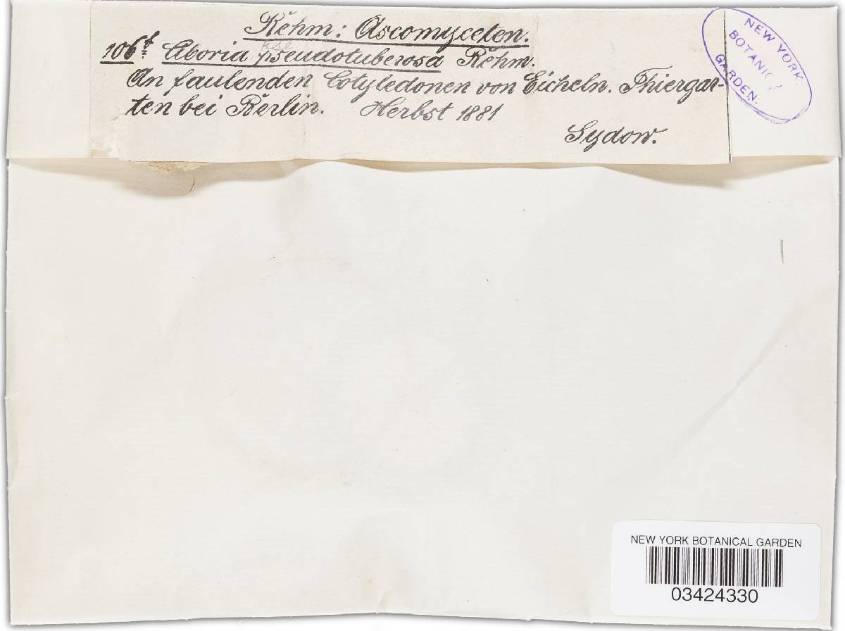 Ciboria batschiana image