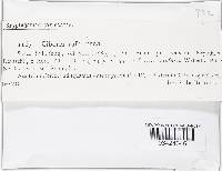 Ciboria rufofusca image