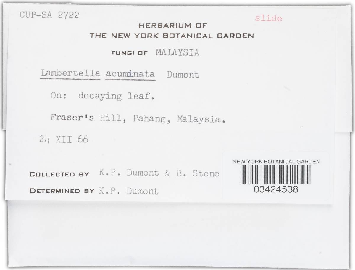 Lambertella acuminata image