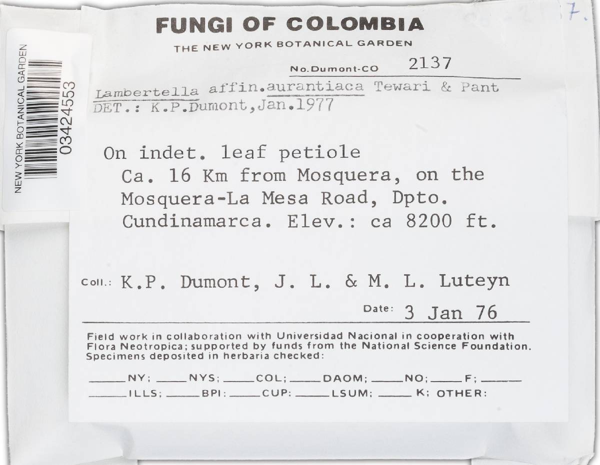 Lambertella aurantiaca image