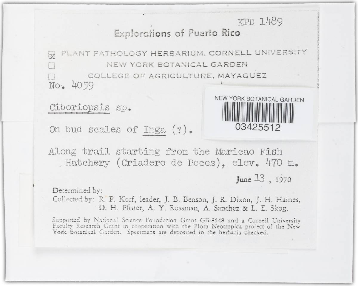 Moellerodiscus lentus image