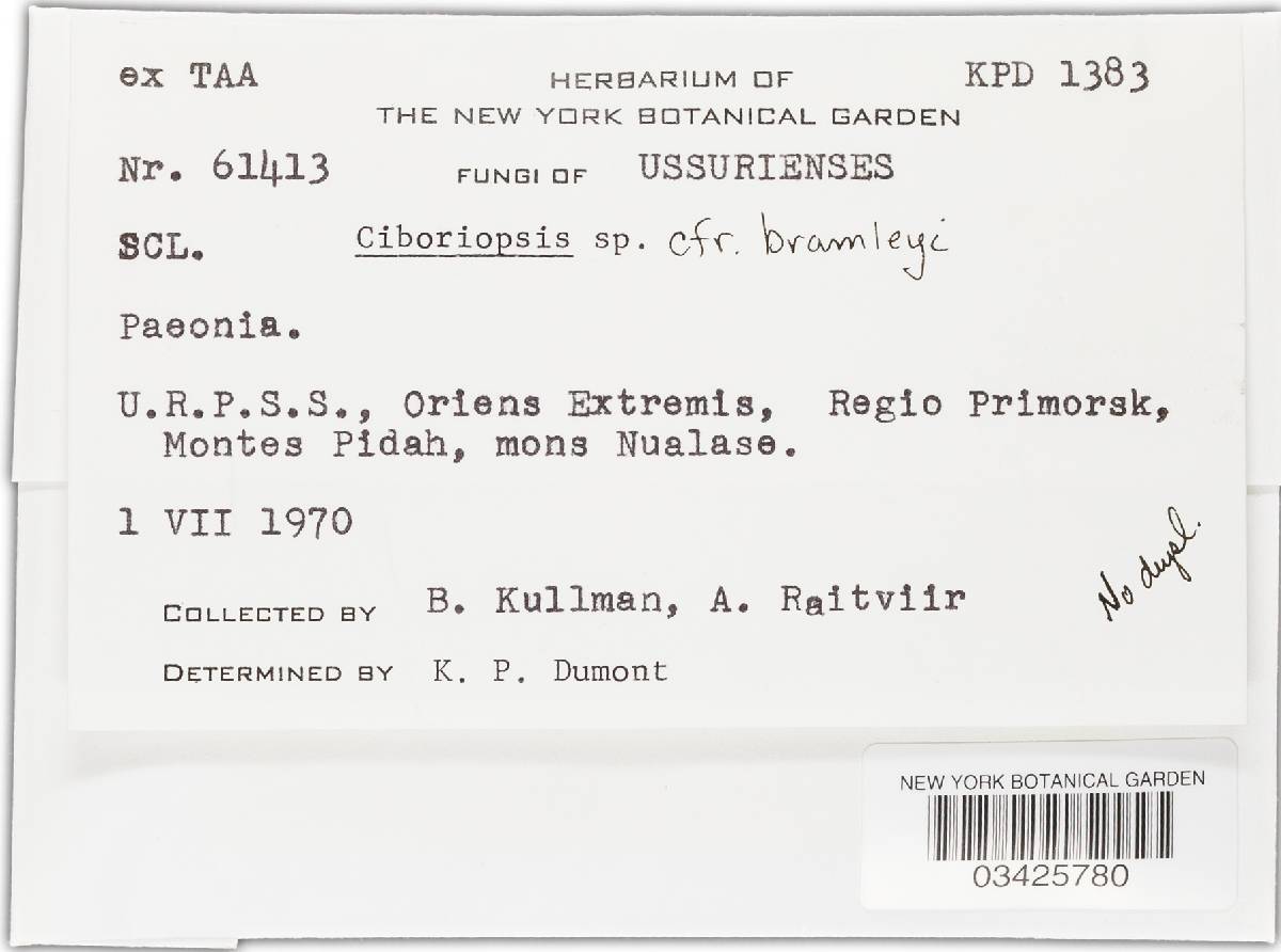 Moellerodiscus tenuistipes image