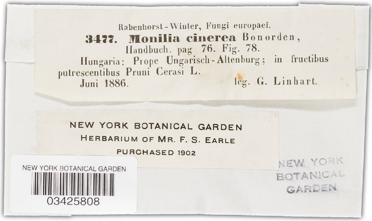Monilinia laxa image