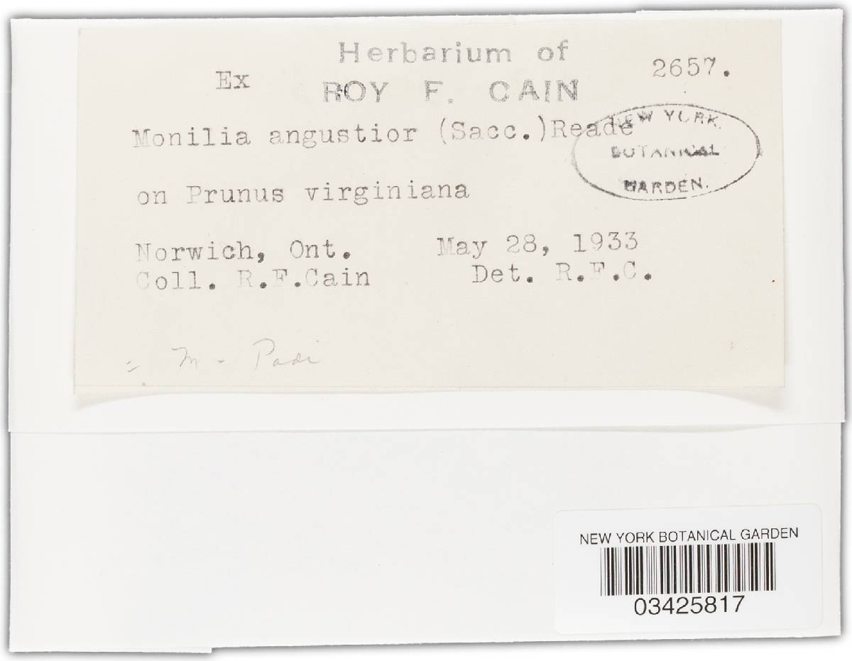 Monilinia padi image