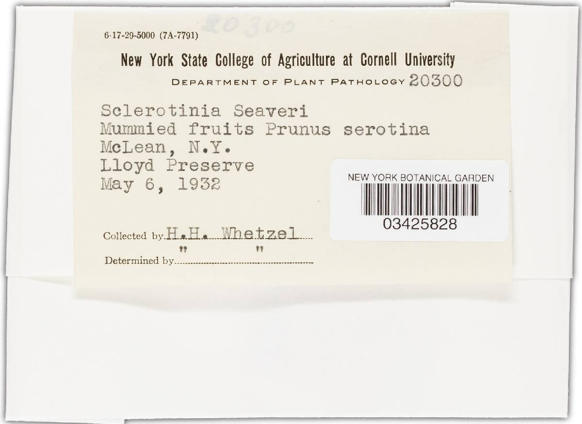 Monilinia seaveri image