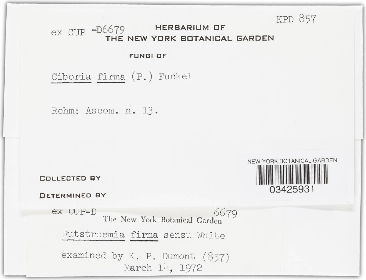 Rutstroemia firma image