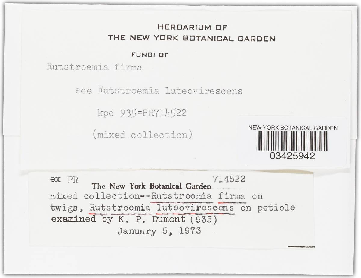 Rutstroemia firma image