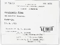 Rutstroemia firma image