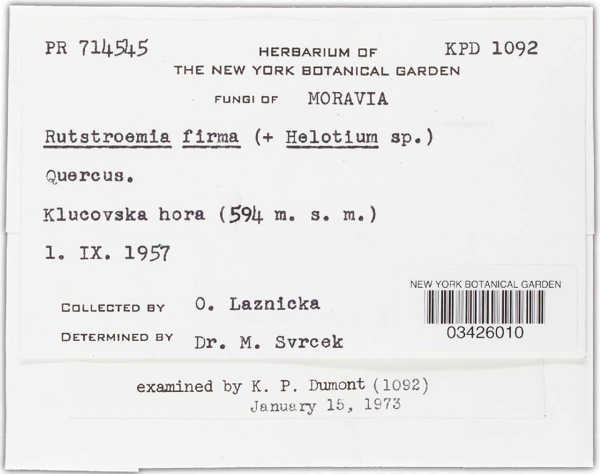 Rutstroemia firma image