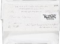 Rutstroemia firma image