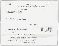 Rutstroemia firma image