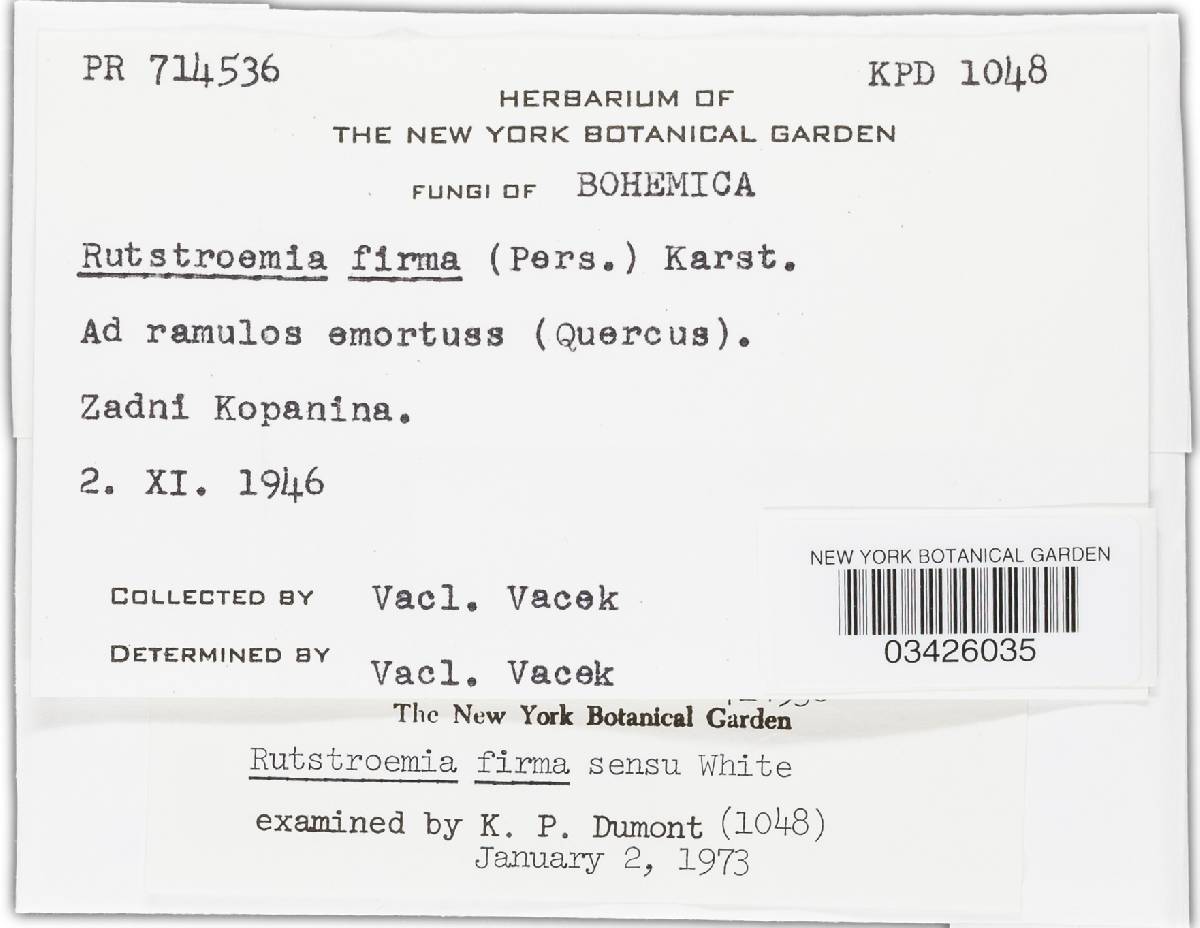 Rutstroemia firma image