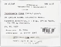 Rutstroemia firma image