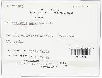 Rutstroemia firma image