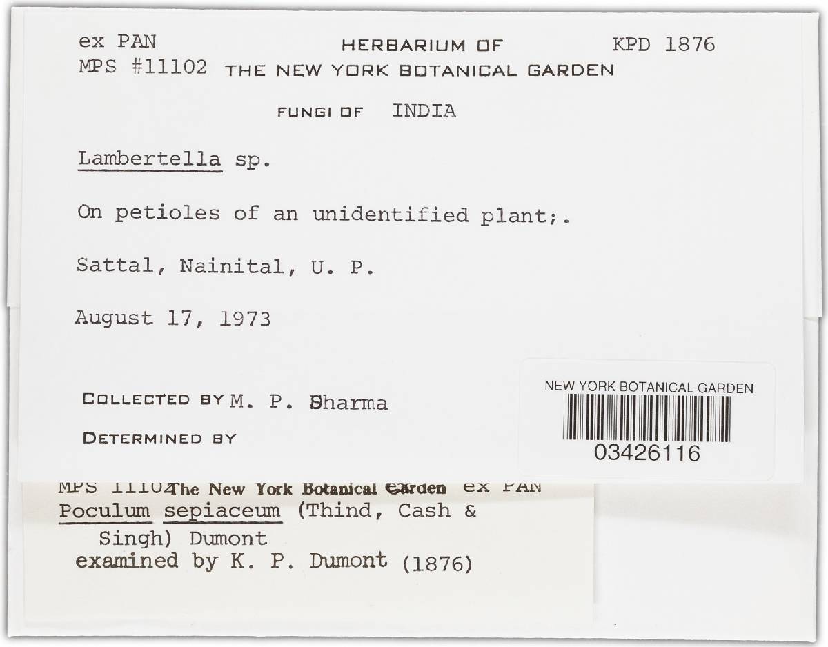 Poculum sepiaceum image