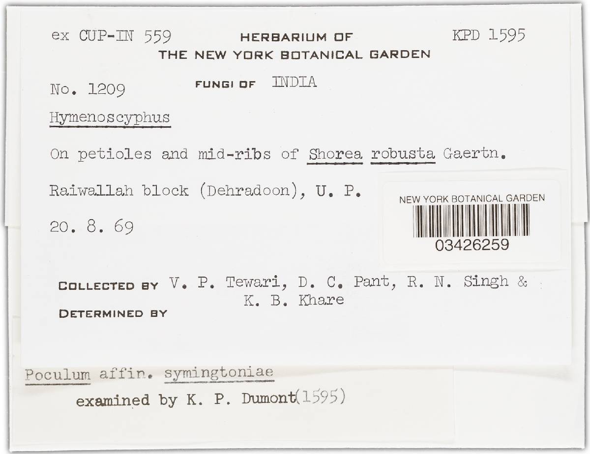 Poculum symingtoniae image