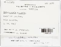 Rutstroemia bolaris image