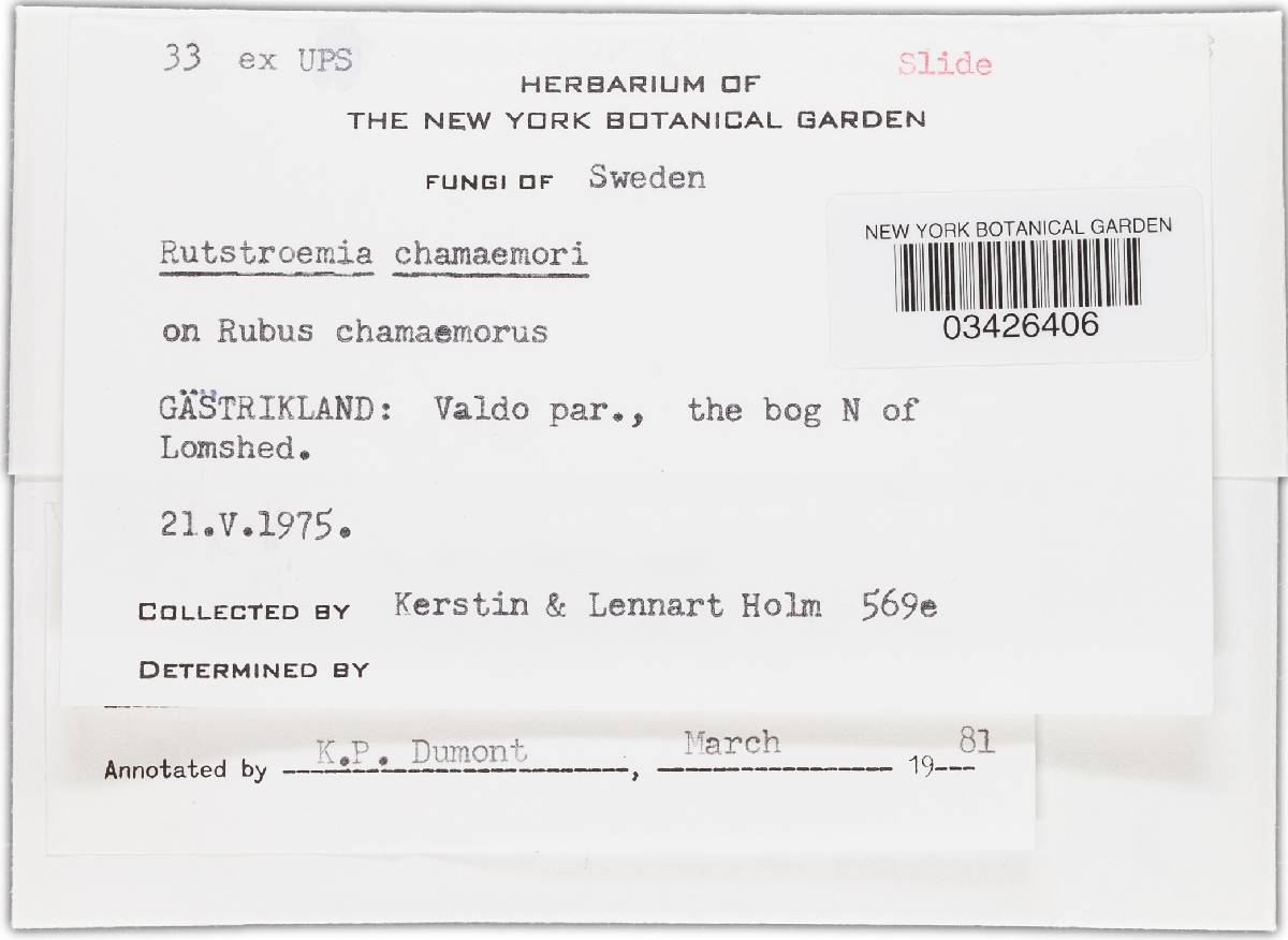 Rutstroemia chamaemori image