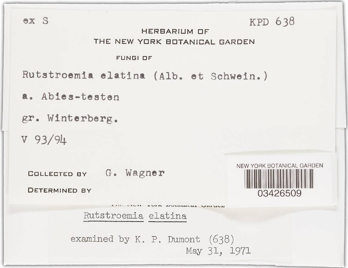 Rutstroemia elatina image