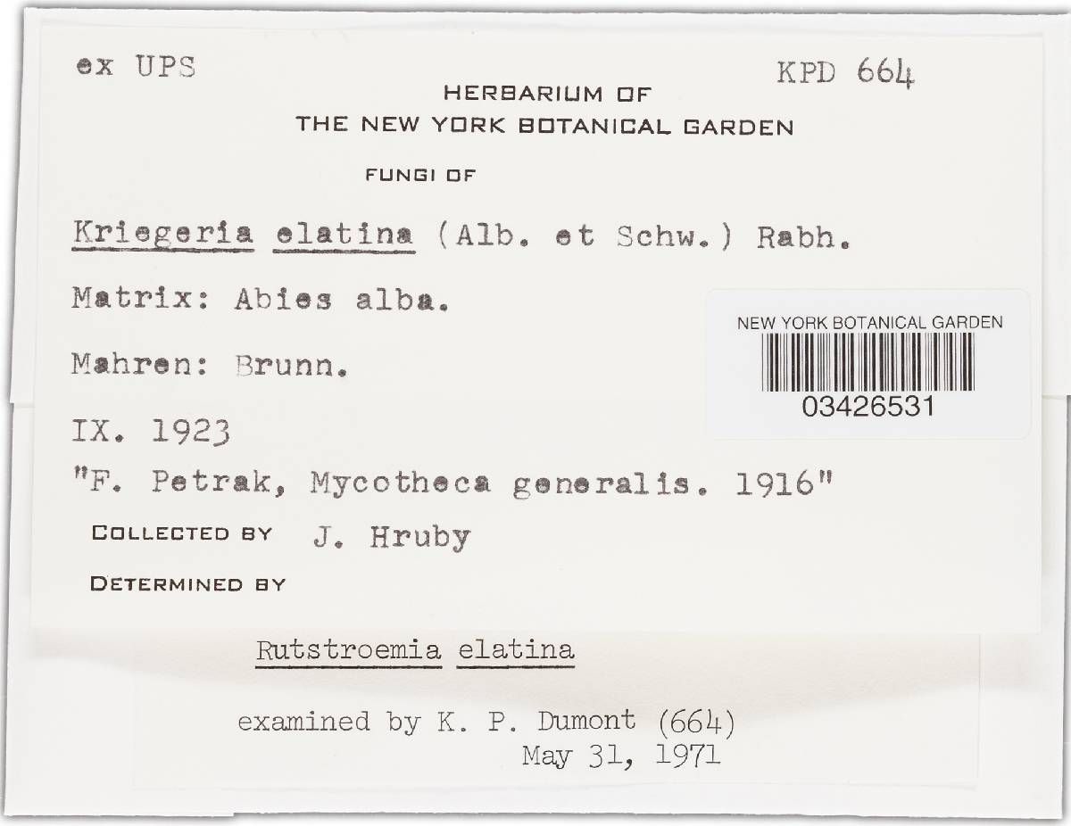 Rutstroemia elatina image