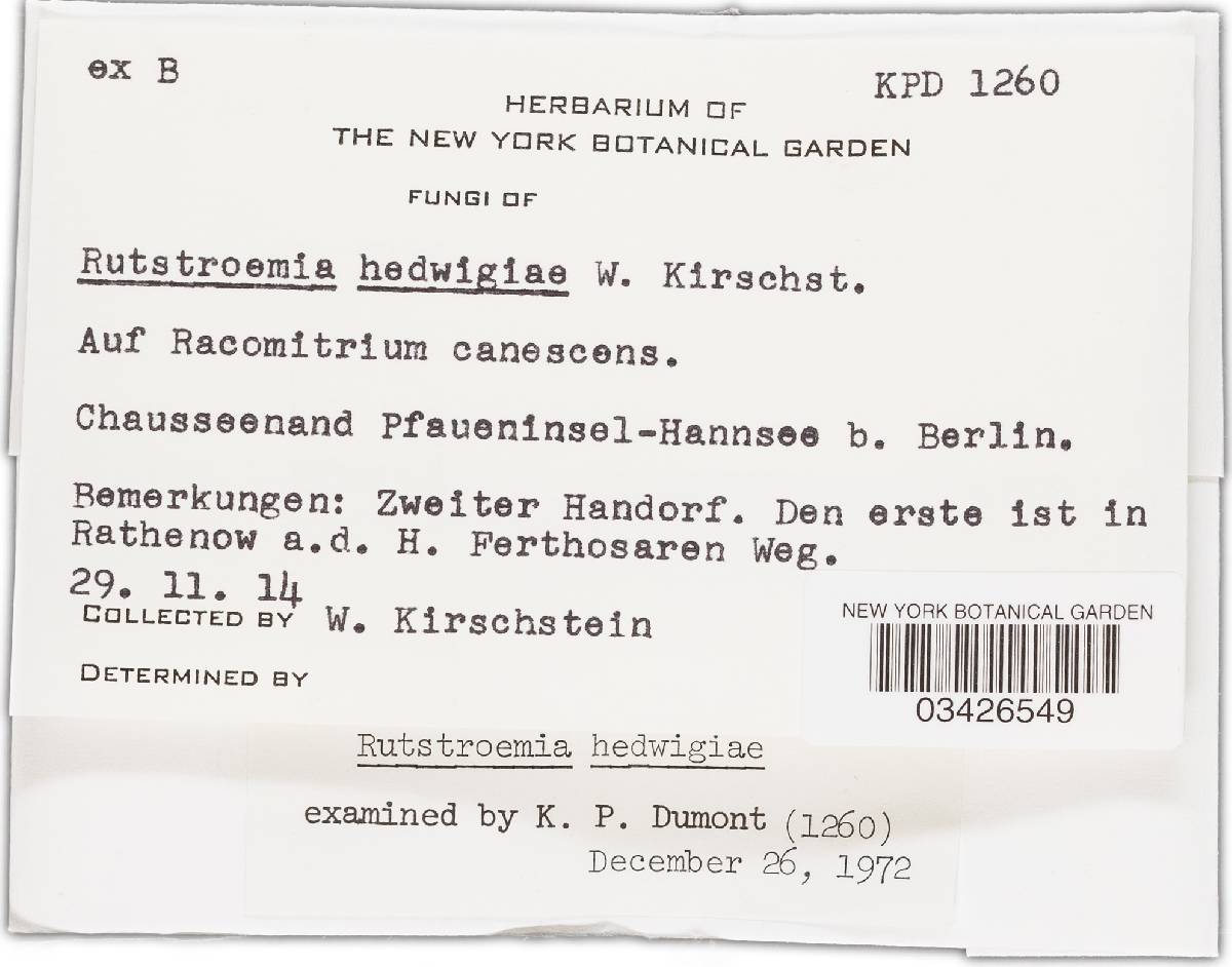 Rutstroemia hedwigiae image