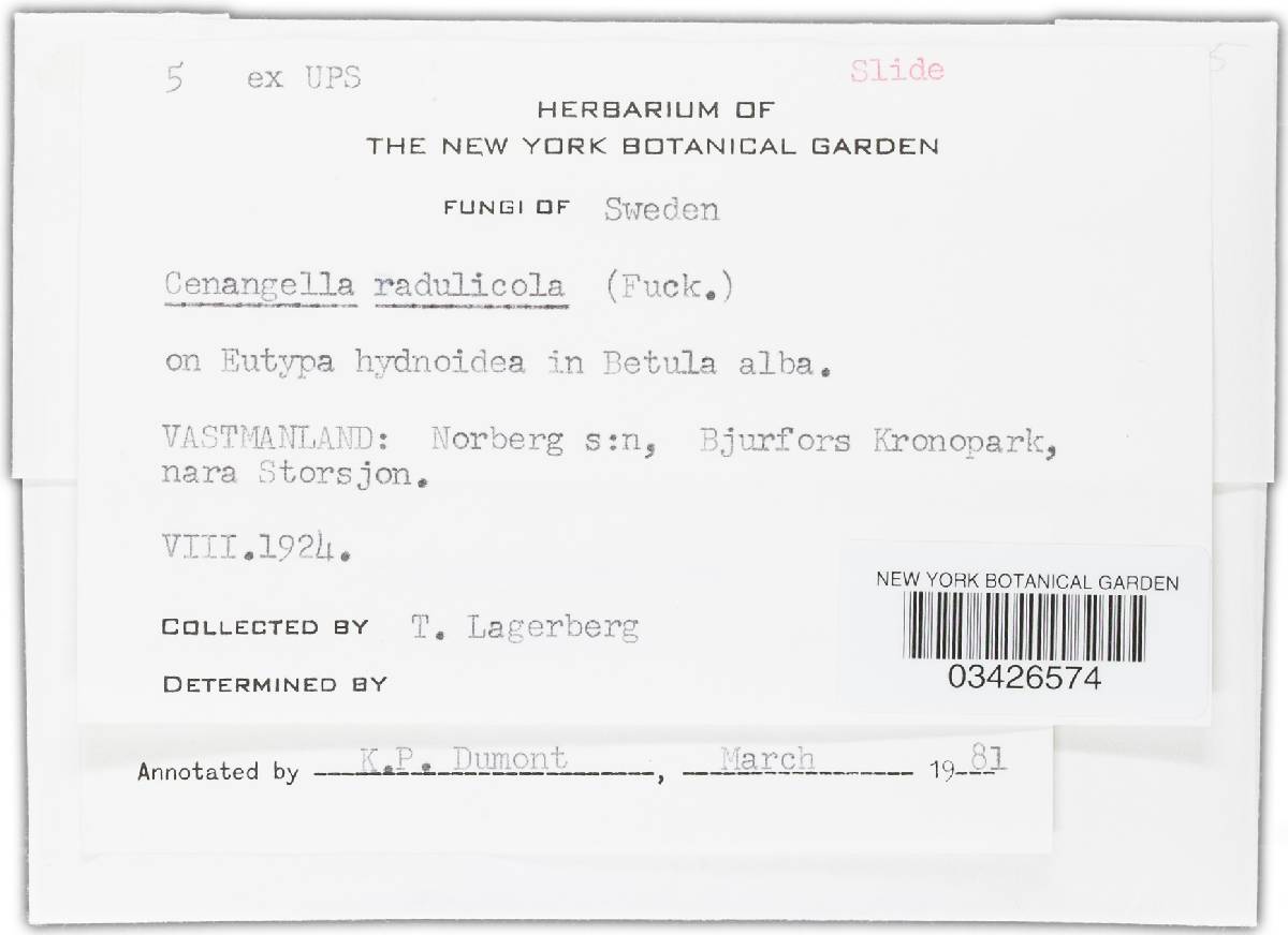 Dencoeliopsis image