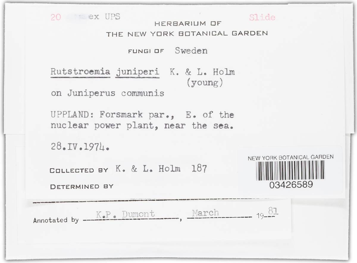 Rutstroemia juniperi image