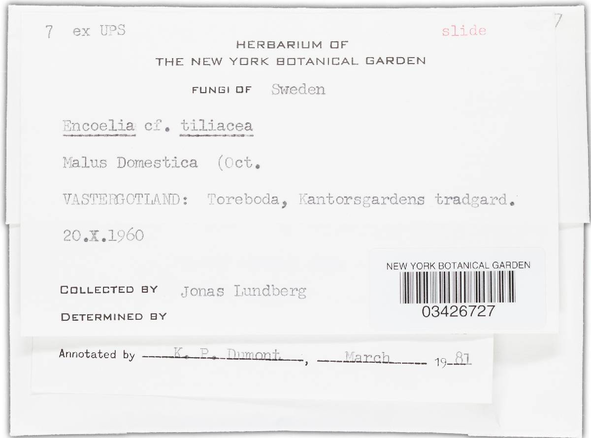 Encoelia tiliacea image