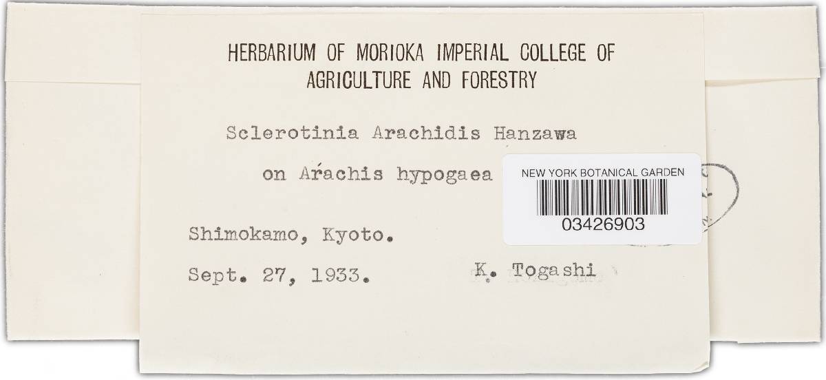 Sclerotinia arachidis image