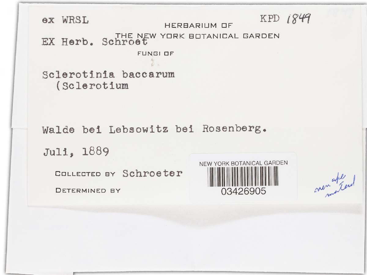 Monilinia baccarum image