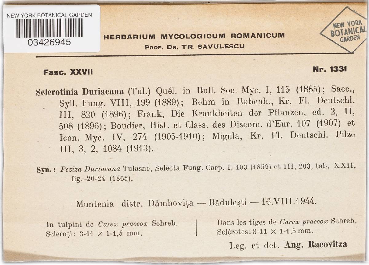 Myriosclerotinia duriaeana image