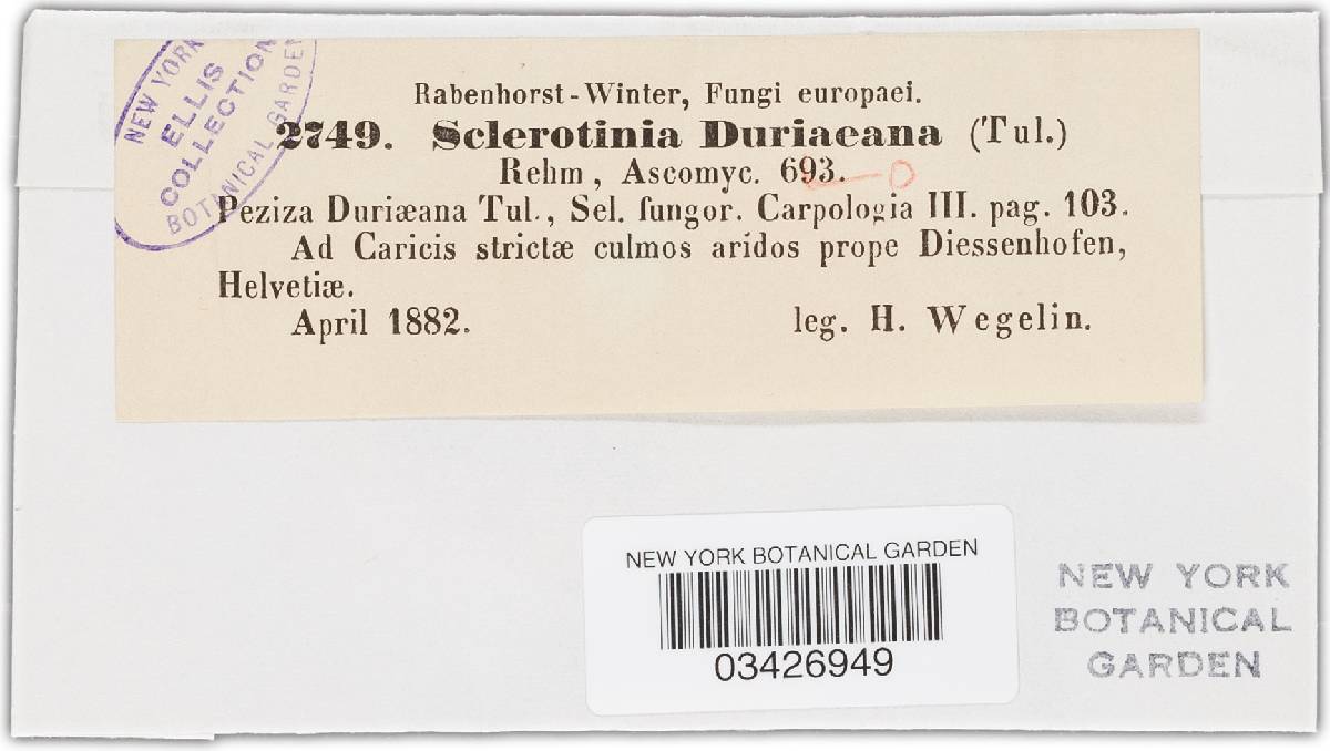 Myriosclerotinia duriaeana image