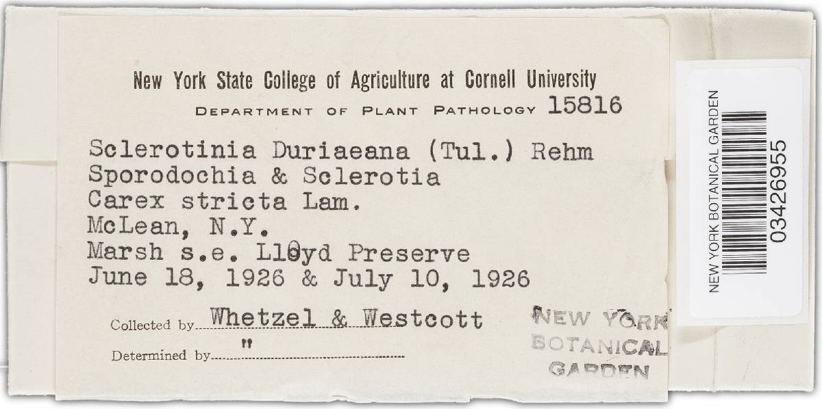Myriosclerotinia duriaeana image