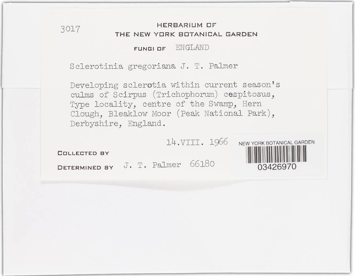 Myriosclerotinia dennisii image