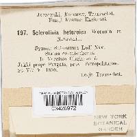 Sclerotinia heteroica image