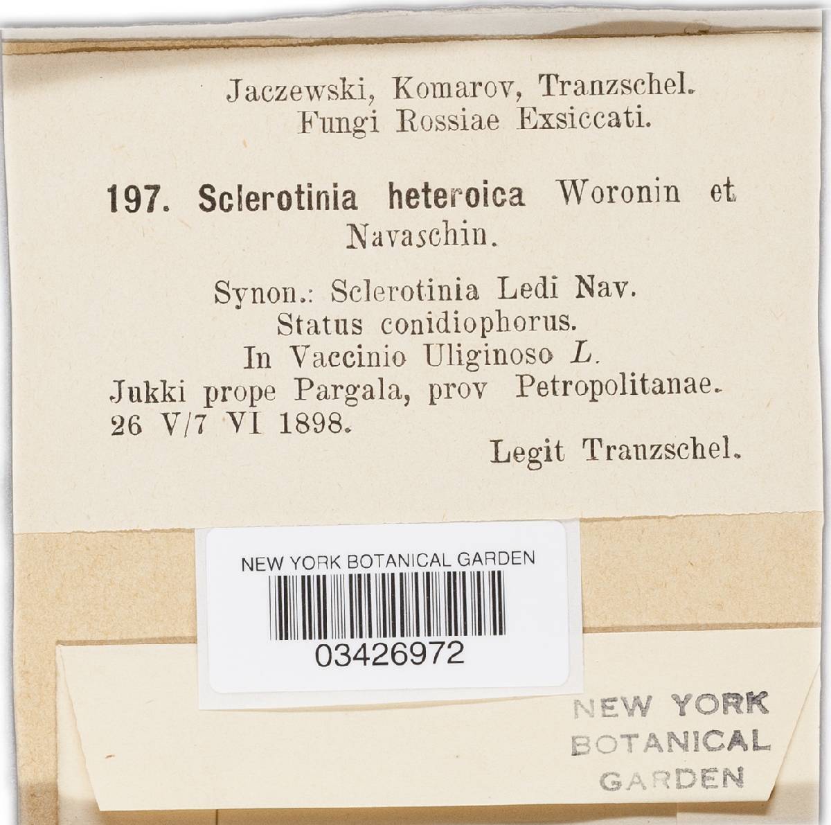 Sclerotinia heteroica image