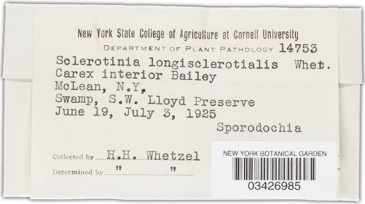 Sclerotinia longisclerotialis image