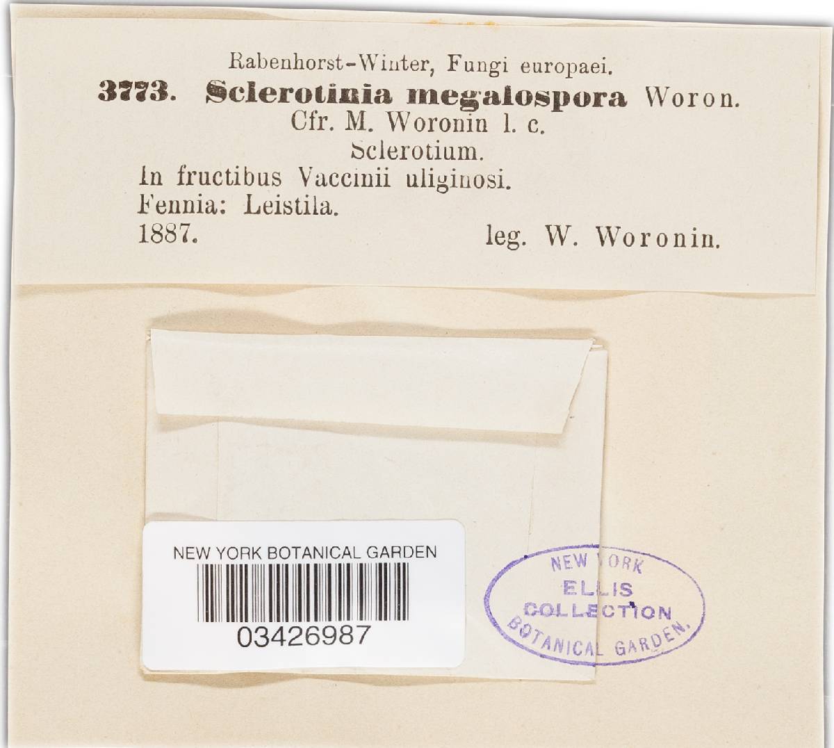 Monilinia megalospora image