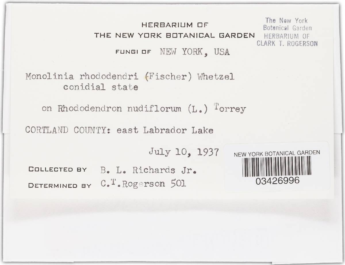 Sclerotinia rhododendri image