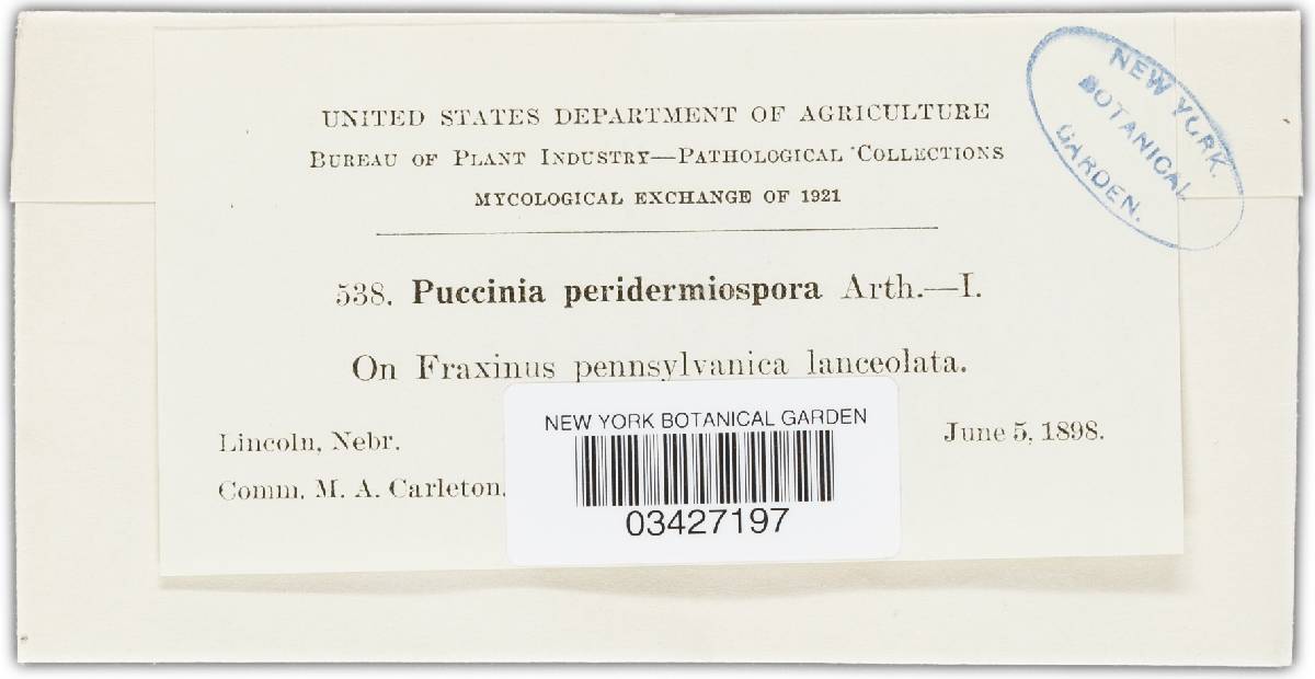 Puccinia sparganioides image