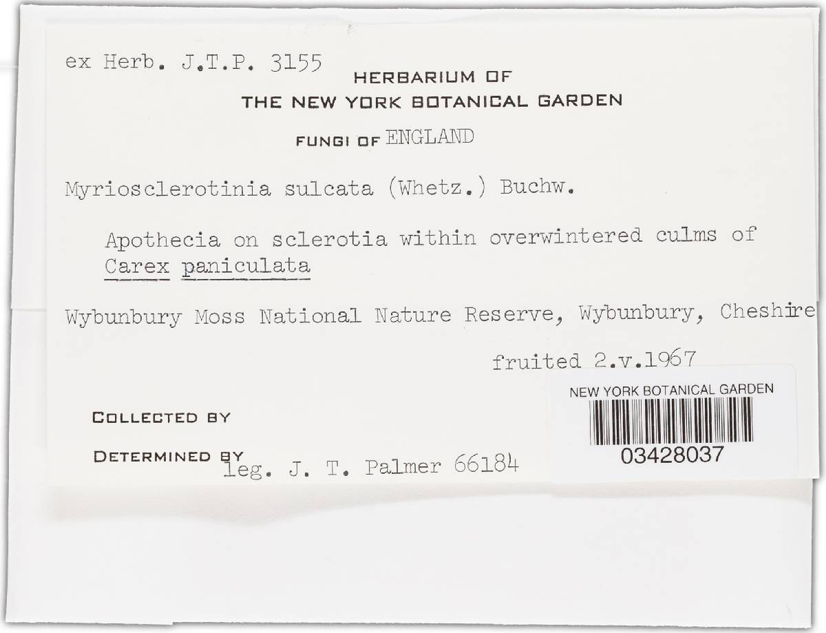 Sclerotinia sulcata image