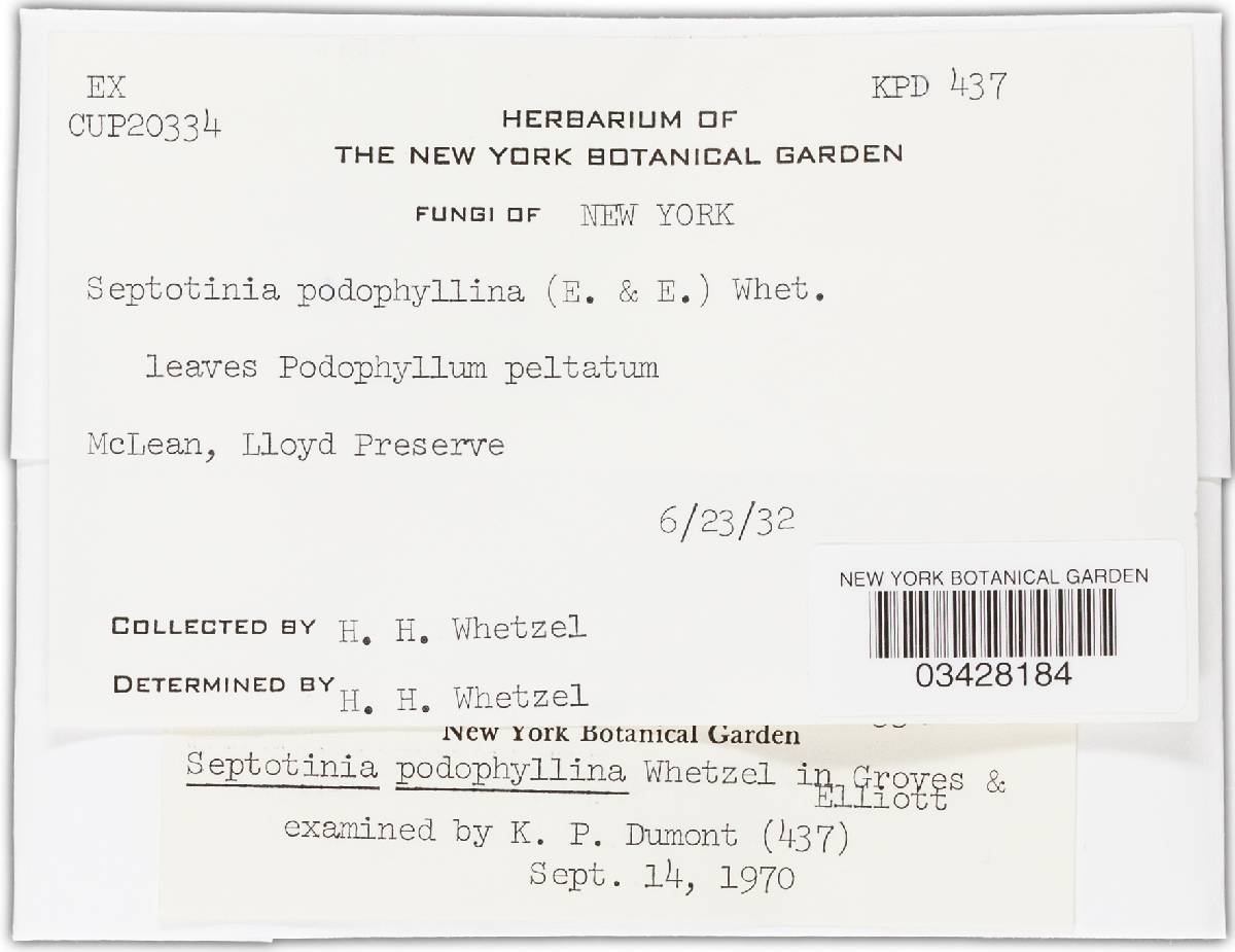 Septotis podophyllina image