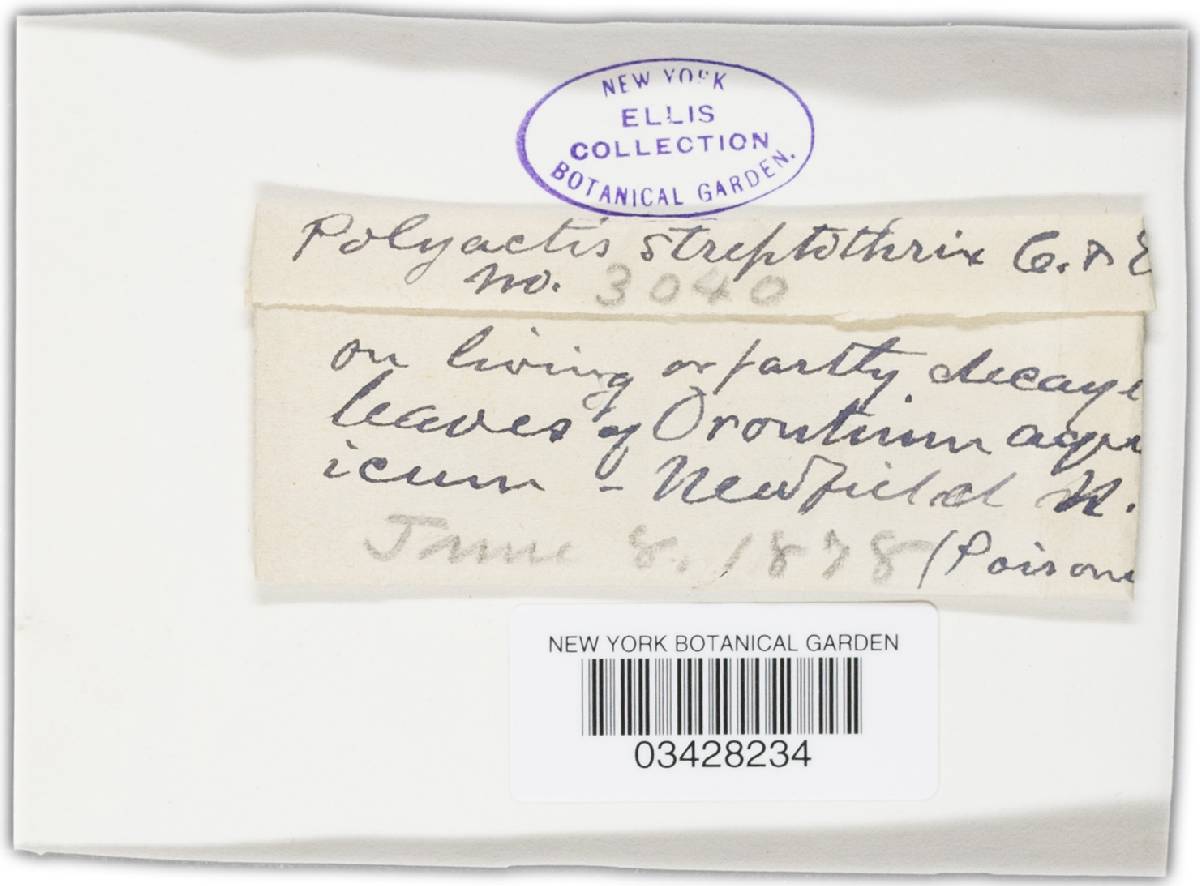 Streptotinia image