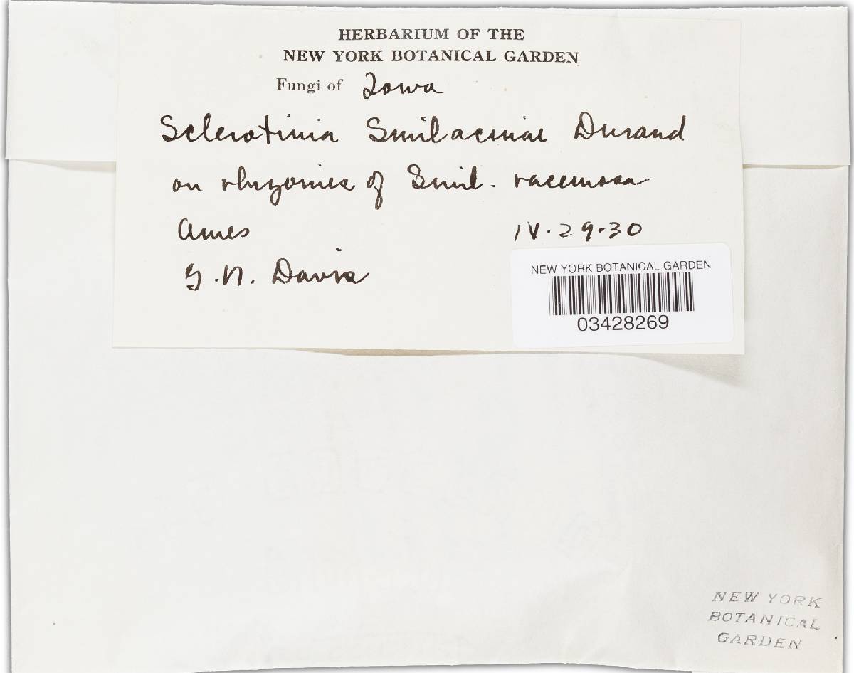 Stromatinia smilacinae image